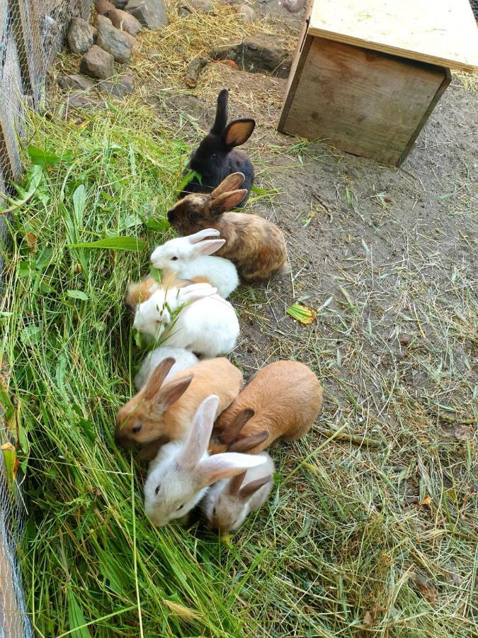 Bensdorfer Muehle - Auszeit In Brandenburg Lägenhet Exteriör bild